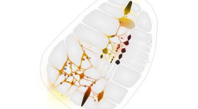 ABody_0000_Layer-10.png