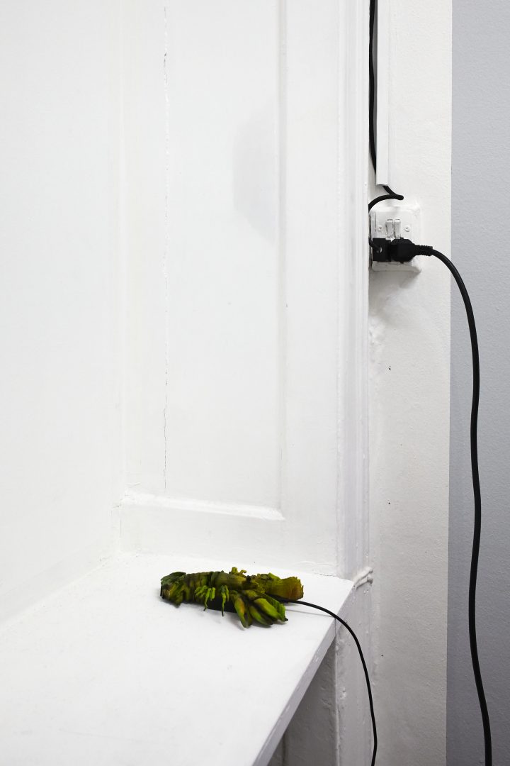 Signal_Crayfish